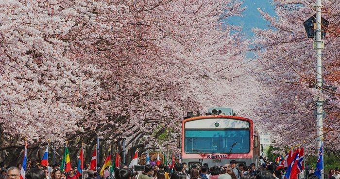 Festival Musim Semi di Korea Selatan Tarik Ribuan Wisatawan